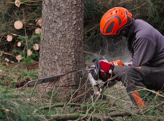 cutting base of tree with chainsaw