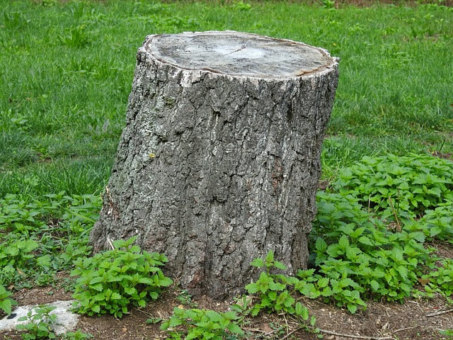 tree stump after cutting