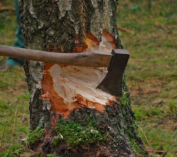 using axe on cut tree