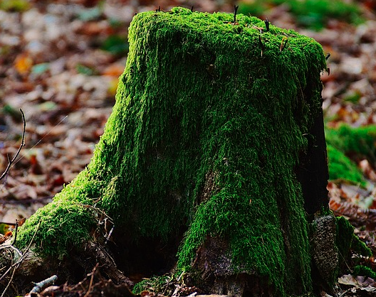 mossy tree stump