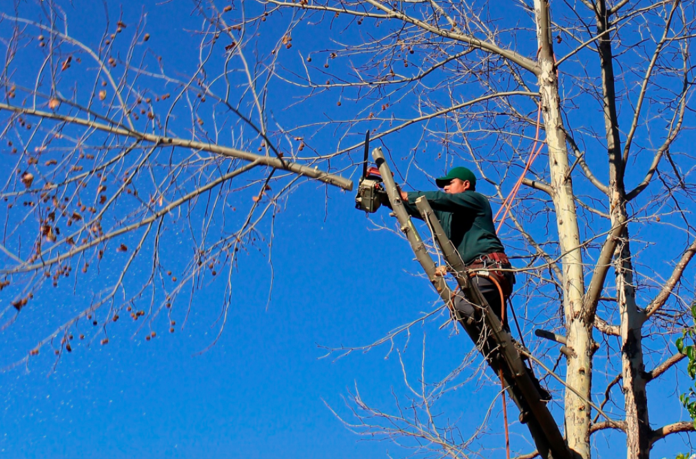 proper and safe tree pruning